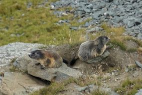 Murmeltieren Grossglockner (september '18)